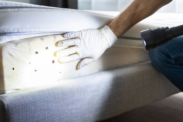 Best Pest Prevention Services  in Runge, TX